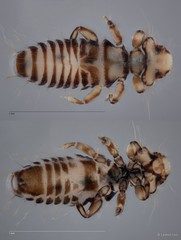 Myrsidea sp. "ZRCBDP0265638"