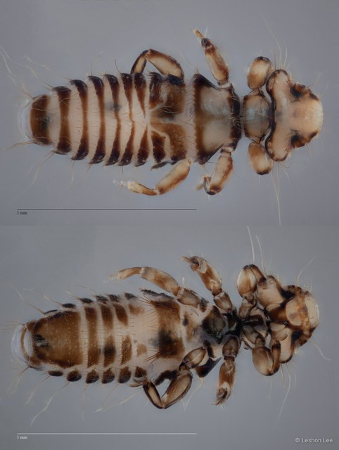 Myrsidea sp. "ZRCBDP0265638" • © Leshon Lee • All Rights Reserved