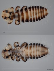 Myrsidea sp. "ZRCBDP0265645"