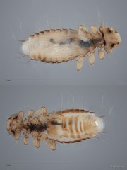 Myrsidea sp. "ZRCBDP0265663"