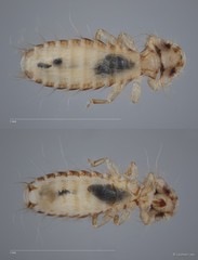 Pseudomenopon sp. "ZRCBDP0273124"