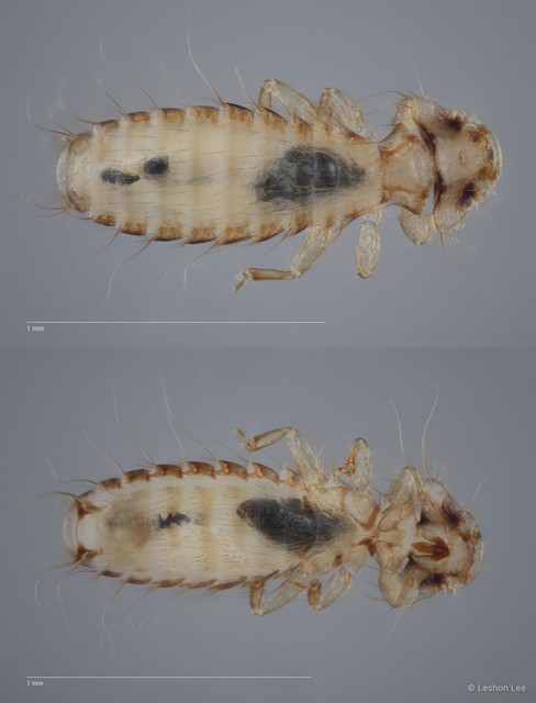 Pseudomenopon sp. "ZRCBDP0273124" • © Leshon Lee • All Rights Reserved