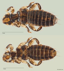 Trinoton sp. "ZRCBDP0246273"