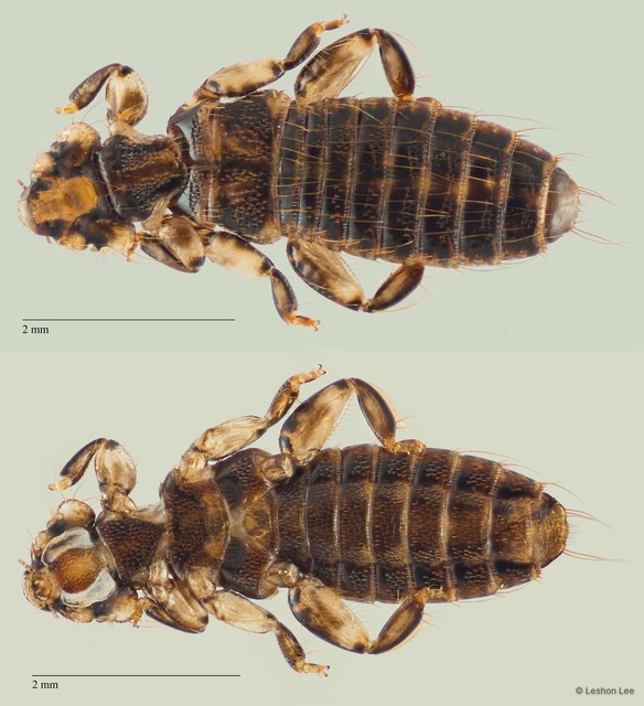 Trinoton sp. "ZRCBDP0246273" • © Leshon Lee • All Rights Reserved