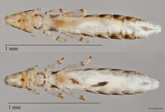Ardeicola sp. "ZRCBDP0265603"