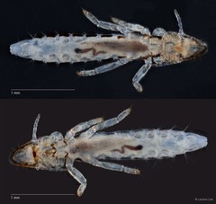 Ardeicola sp. "ZRCBDP0273179"