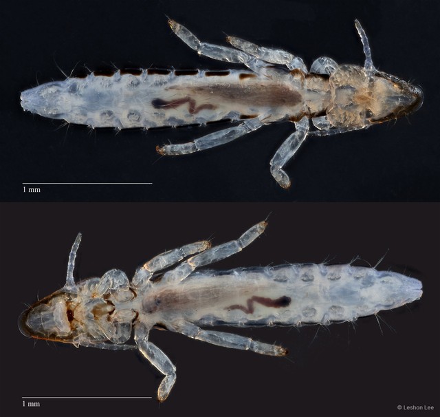 Ardeicola sp. "ZRCBDP0273179" • © Leshon Lee • All Rights Reserved