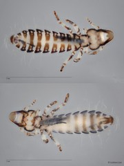 Buceronirmus sp. "ZRCBDP0265669"