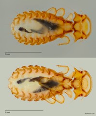 Coloceras sp. "af282d95"