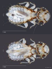 Coloceras sp. "ZRCBDP0213009"