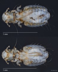 Coloceras sp. "ZRCBDP0213011"