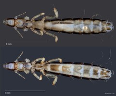 Columbicola sp. "ZRCBDP0246244"