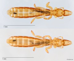 Columbicola elbeli