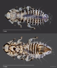 Corvonirmus sp. "ZRCBDP0265536 / ZRCBDP0265649"