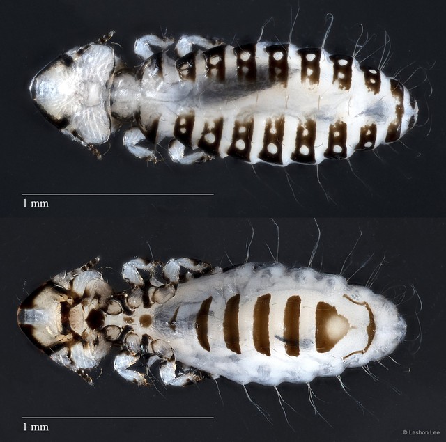Corvonirmus sp. "ZRCBDP0265536 / ZRCBDP0265649"