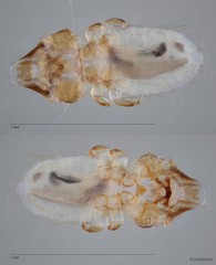 Craspedorrhynchus sp. "ZRCBDP0265552"