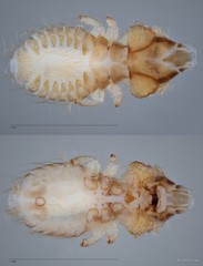 Craspedorrhynchus sp. "ZRCBDP0265624"