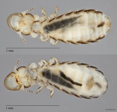 Cuculicola sp. "ZRCBDP0213070"