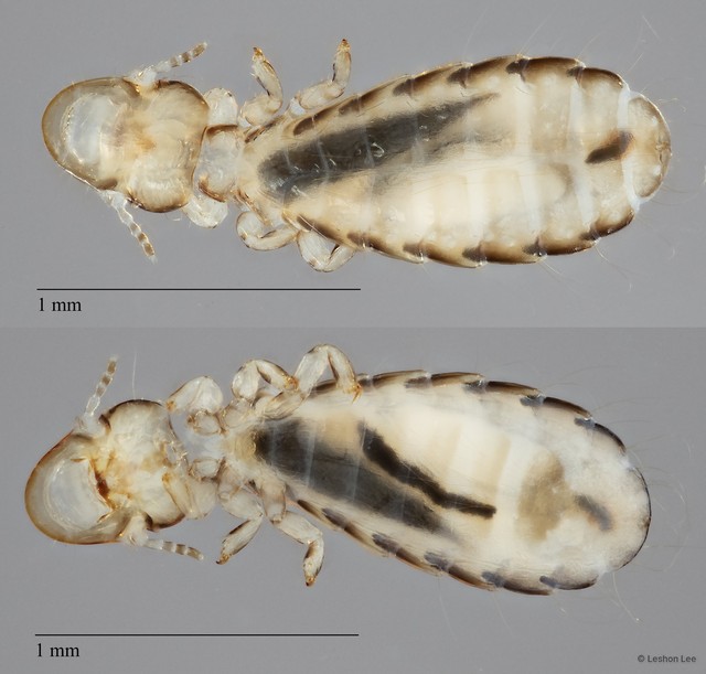 Cuculicola sp. "ZRCBDP0213070" • © Leshon Lee • All Rights Reserved