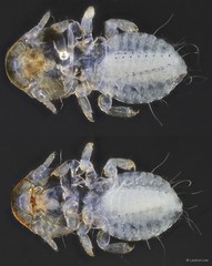 Emersoniella sp. "ZRCBDP0246262"