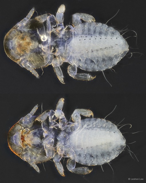Emersoniella sp. "ZRCBDP0246262" • © Leshon Lee • All Rights Reserved