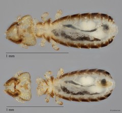 Guimaraesiella sp. "ZRCBDP0209808"