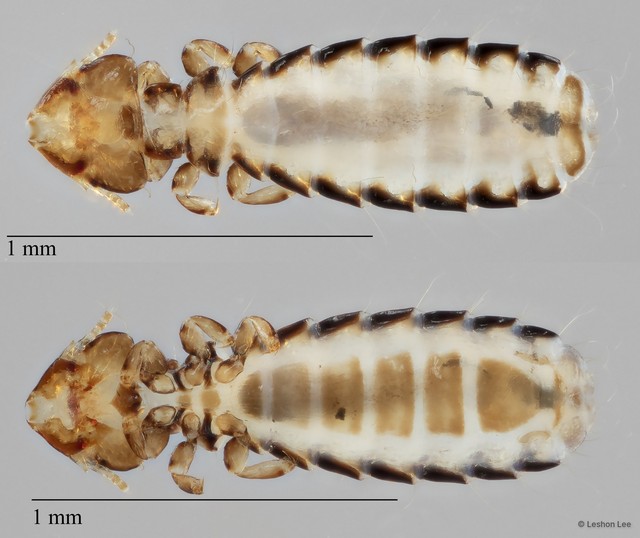 Guimaraesiella sp. "ZRCBDP0212947" • © Leshon Lee • All Rights Reserved