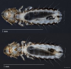 Guimaraesiella sp. "ZRCBDP0213061"