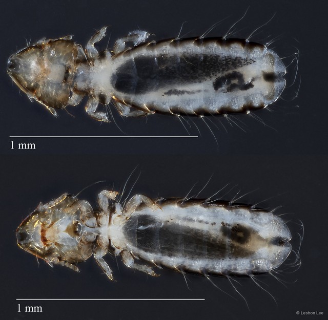 Guimaraesiella sp. "ZRCBDP0213061" • © Leshon Lee • All Rights Reserved