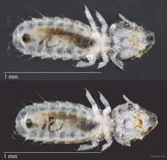 Guimaraesiella sp. "ZRCBDP0246256"