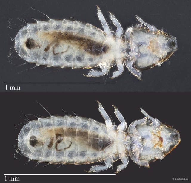 Guimaraesiella sp. "ZRCBDP0246256" • © Leshon Lee • All Rights Reserved
