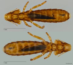 Mulcticola sp. "ZRCBDP0265607"