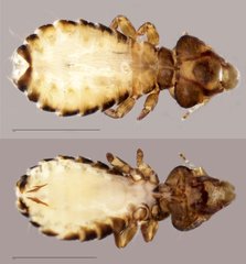 Neophilopterus sp. "ZRCBDP0071914 / ZRCBDP0273172"