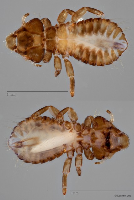 Neophilopterus sp. "ZRCBDP0071914 / ZRCBDP0273172"