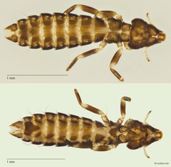 Pectinopygus sp. "ZRCBDP0298031"