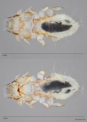 Philopterus sp. "ZRCBDP0246302"