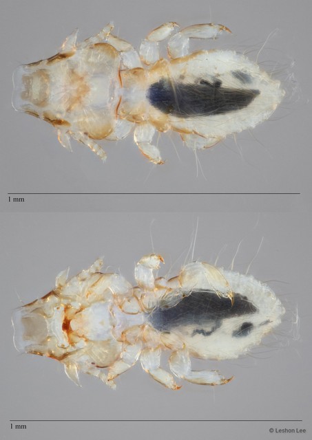 Philopterus sp. "ZRCBDP0246302" • © Leshon Lee • All Rights Reserved