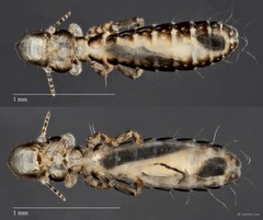Picicola sp. "ZRCBDP0209816"