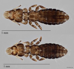 Quadraceps sp. "ZRCBDP0212978"