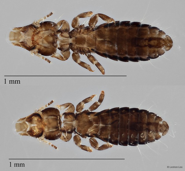 Quadraceps sp. "ZRCBDP0212978" • © Leshon Lee • All Rights Reserved