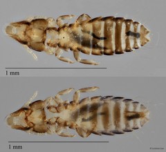Rallicola sp. "ZRCBDP0213027"
