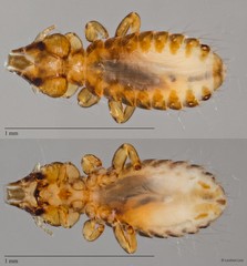 Strigiphilus sp. "ZRCBDP0265616"
