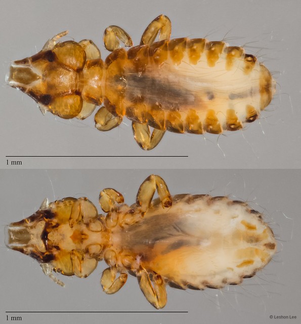 Strigiphilus sp. "ZRCBDP0265616" • © Leshon Lee • All Rights Reserved