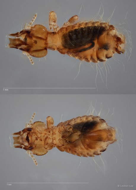 Strigiphilus sp. "ZRCBDP0265618" • © Leshon Lee • All Rights Reserved