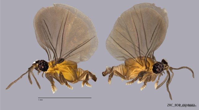 Myrmecolacidae sp. "ZRCBDP0018603" • © Ang Yuchen • All Rights Reserved