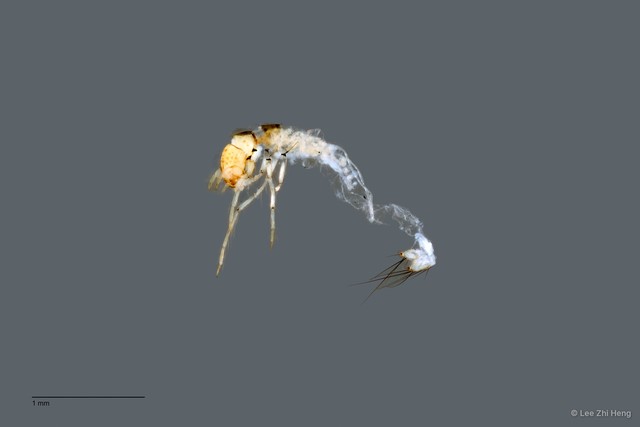 Calamoceratidae sp. "ZRCBDP0026325/ ZRCBDP0024749"