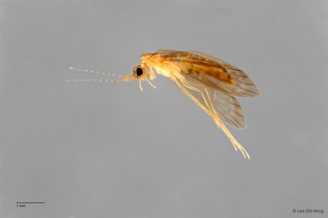 Calamoceratidae sp. "ZRCBDP0026325/ ZRCBDP0024749" • © Lee Zhi Heng • All Rights Reserved