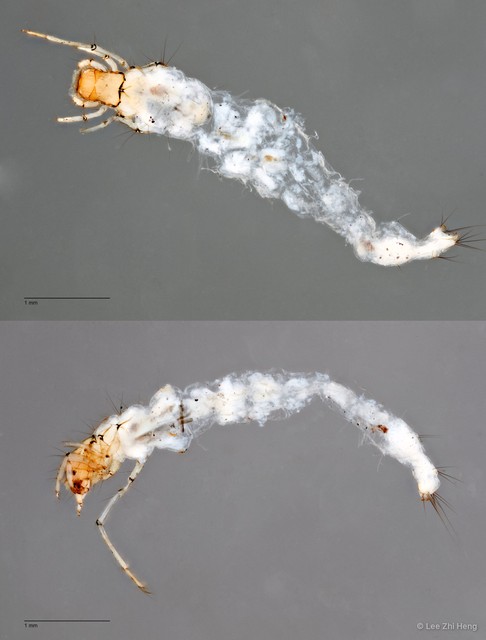 Calamoceratidae sp. "ZRCBDP0026335/ ZRCBDP0026278/ ZRCBDP0024693"