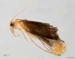 Calamoceratidae sp. "ZRCBDP0026335/ ZRCBDP0026278/ ZRCBDP0024693"