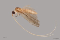 Dipseudopsidae sp. "ZRCBDP0026343/ ZRCBDP0024761" • © Lee Zhi Heng • All Rights Reserved